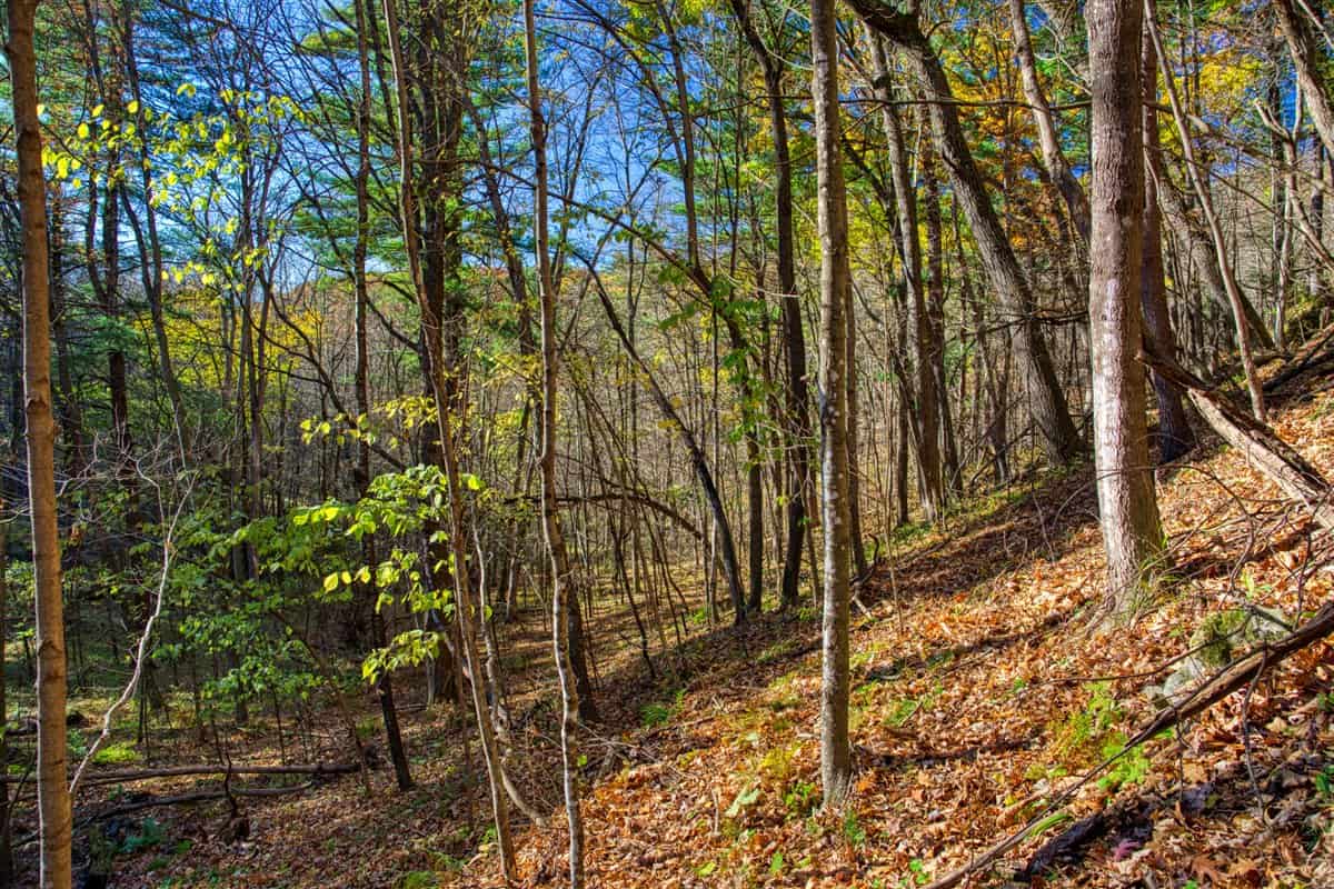 Windy Ridge – Conservation Homestead – 187 ± Acres in Monroe County’s Driftless Area of Wisconsin