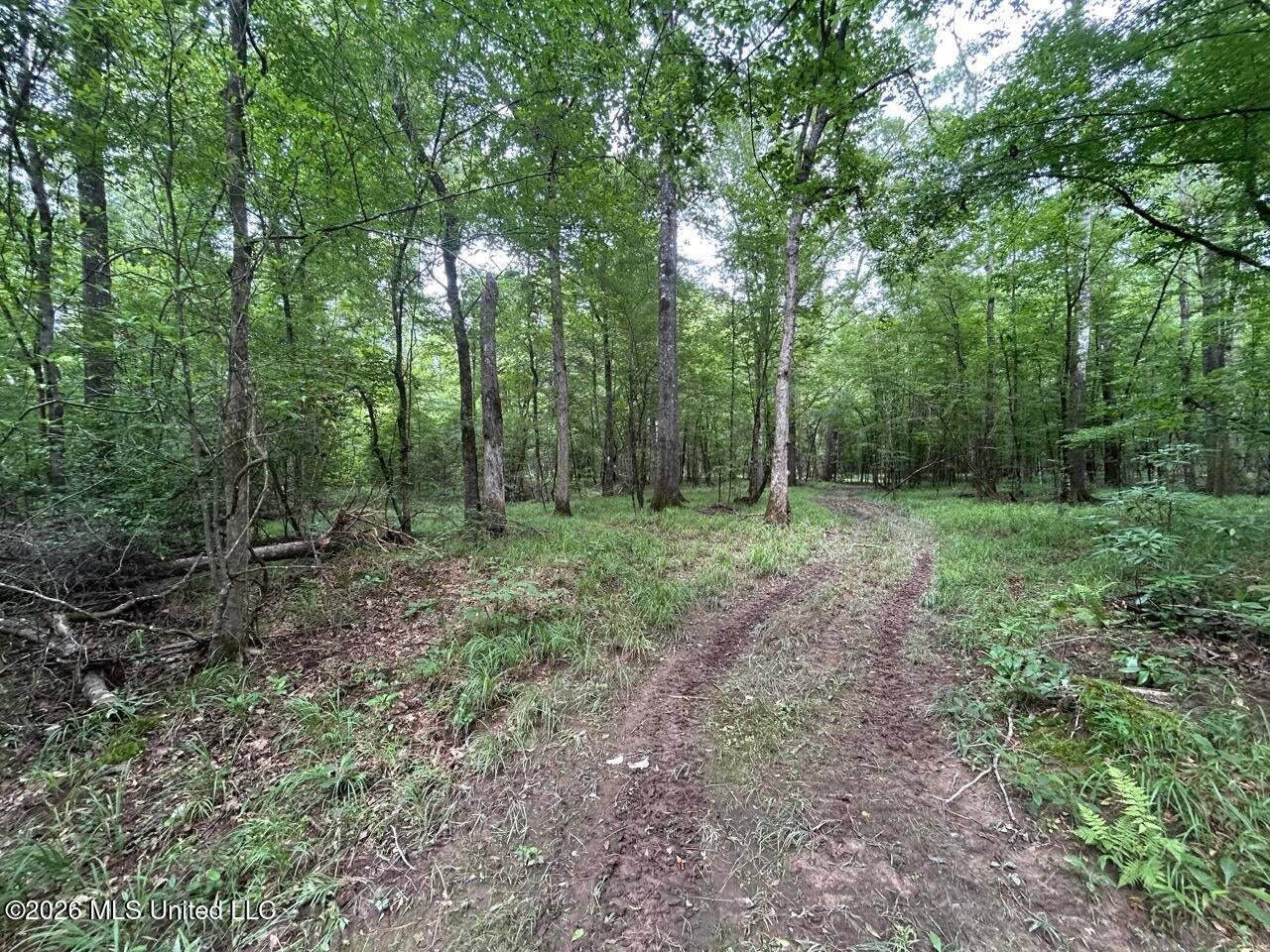 113± Acres for Sale in Osyka, MS on Tickfaw River