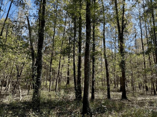 158.8 Acres Creek Frontage Clay County MS