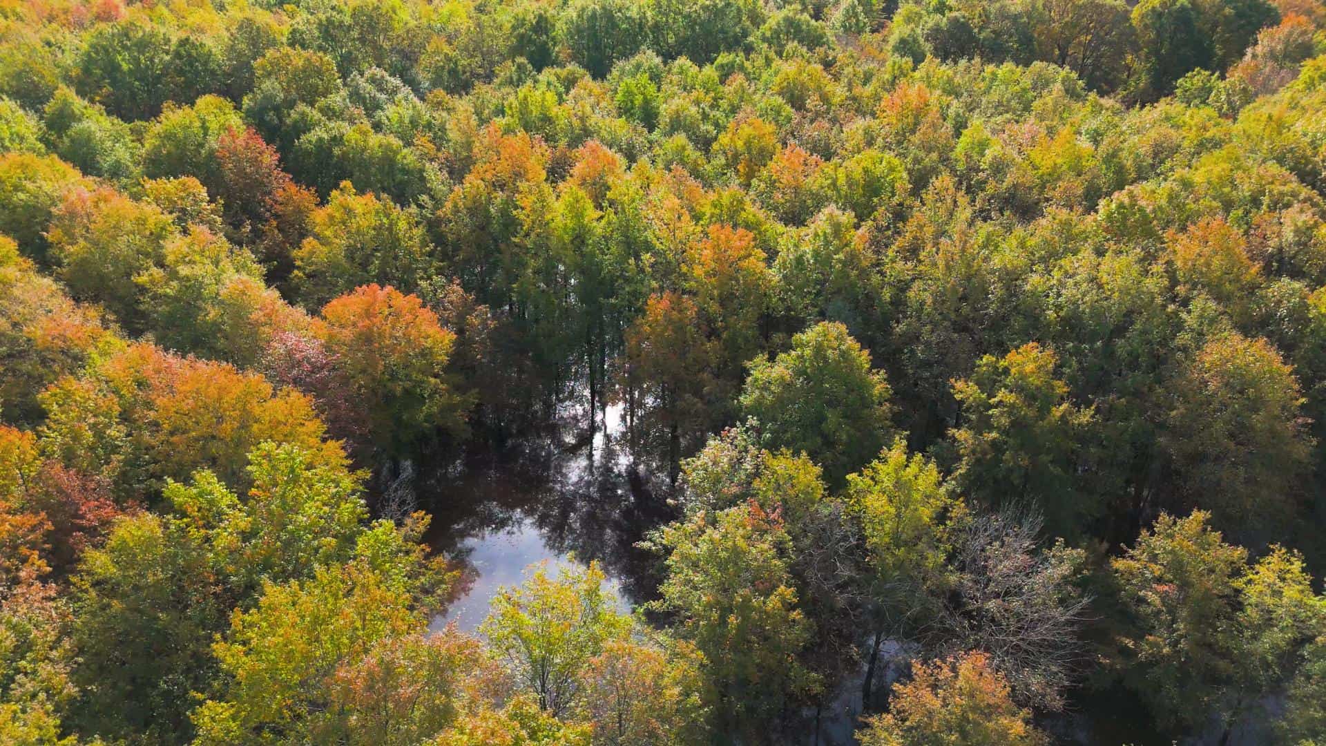 Premier Turnkey Duck & Deer Property With First Class Lodge