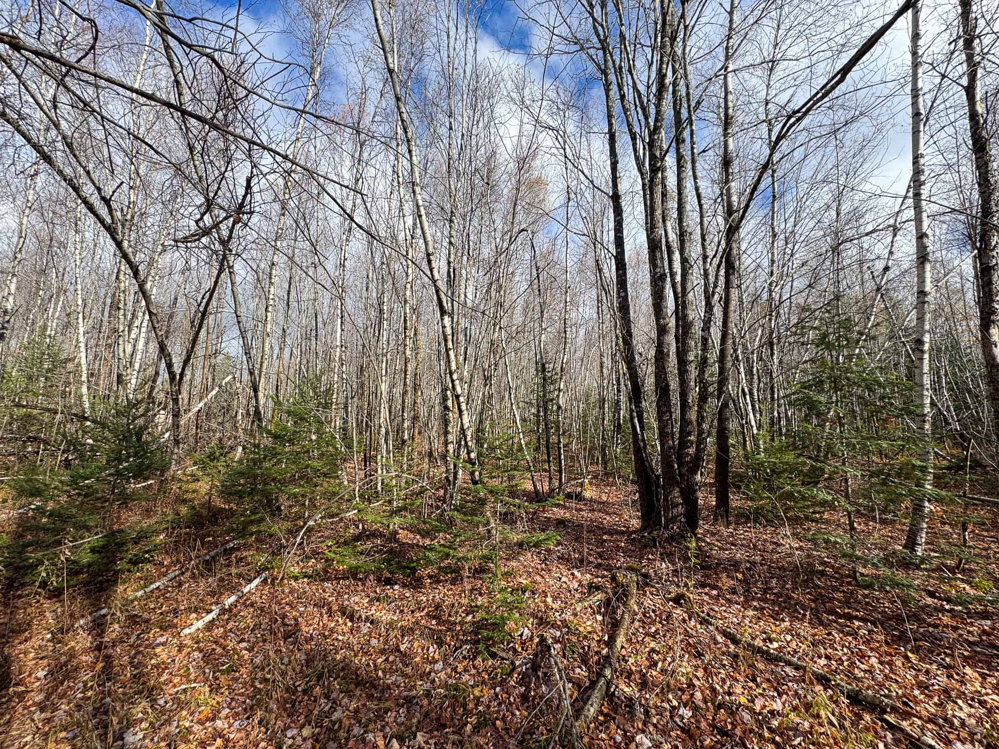 Peaceful Log Cabin Retreat with 128.8 Acres