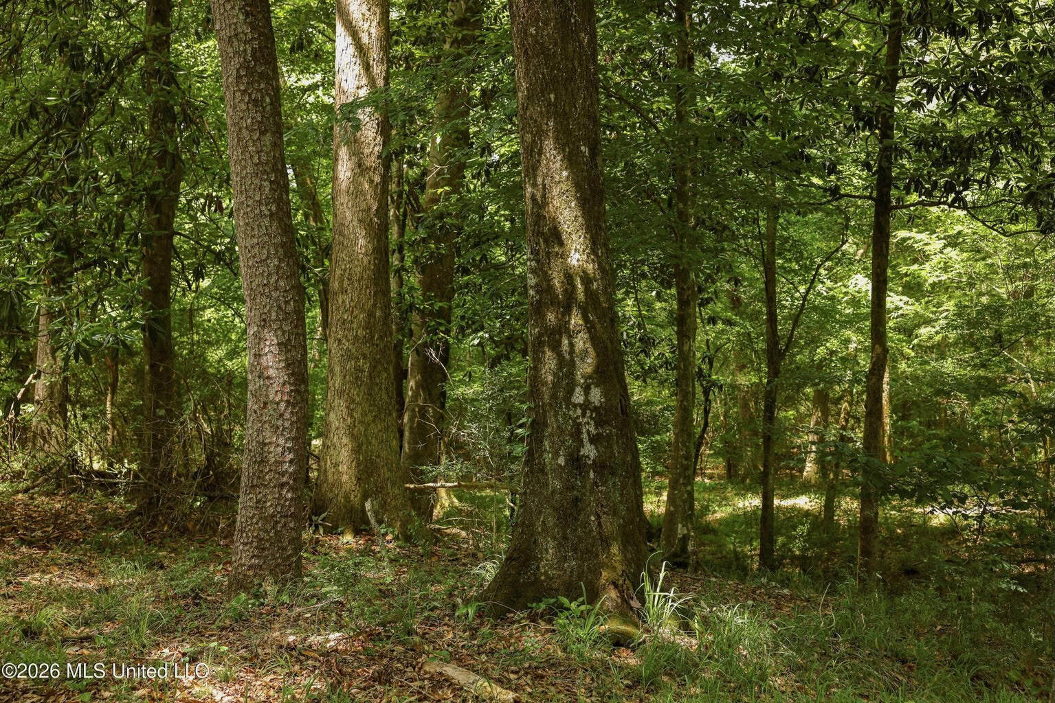 108+- Acres on the Bogue Chitto River Summit, Mississippi