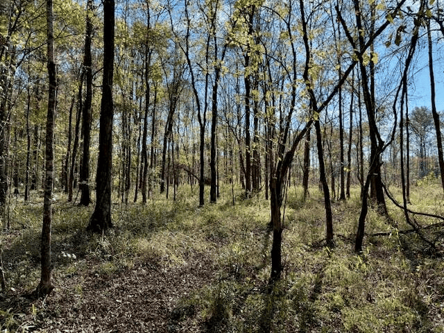 76 Acres For Sale Clay County MS
