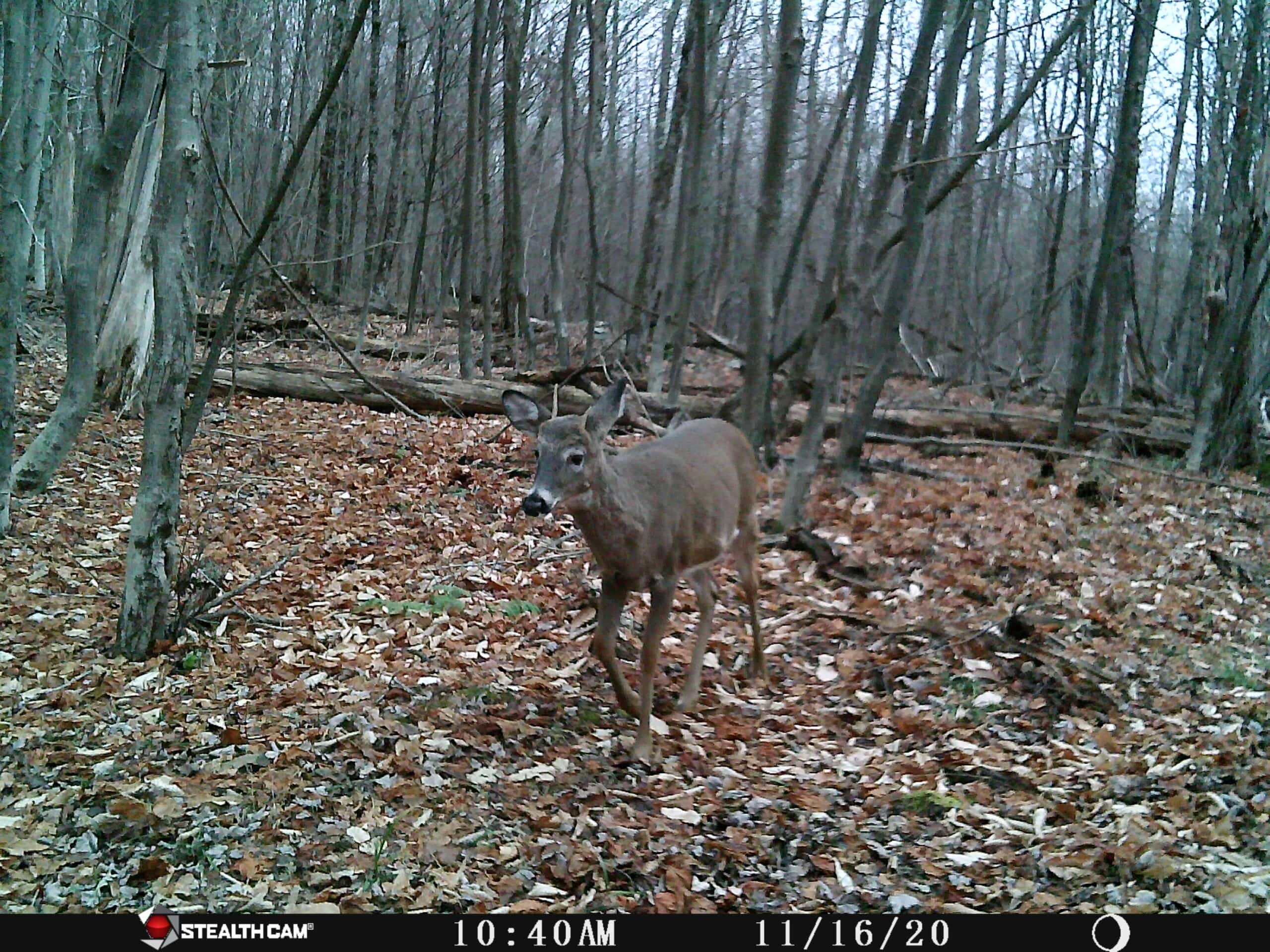 Catskills Hunting and Fishing Land For Sale in New York