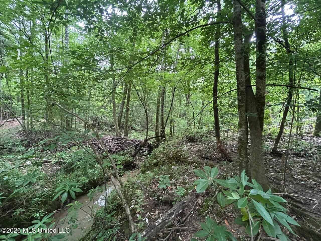 113± Acres for Sale in Osyka, MS on Tickfaw River