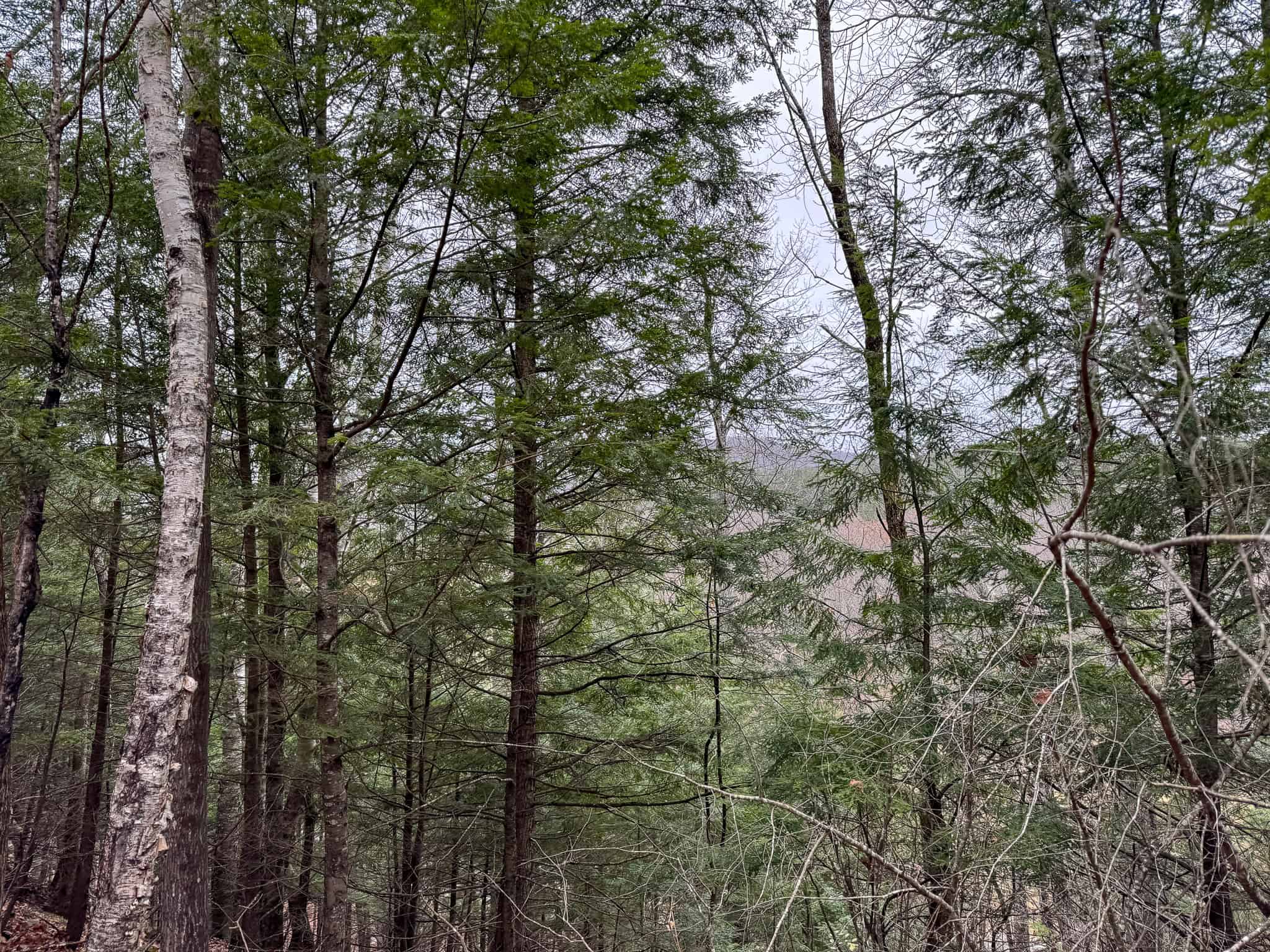 82 Acres with a Mountain View – Strong, Maine