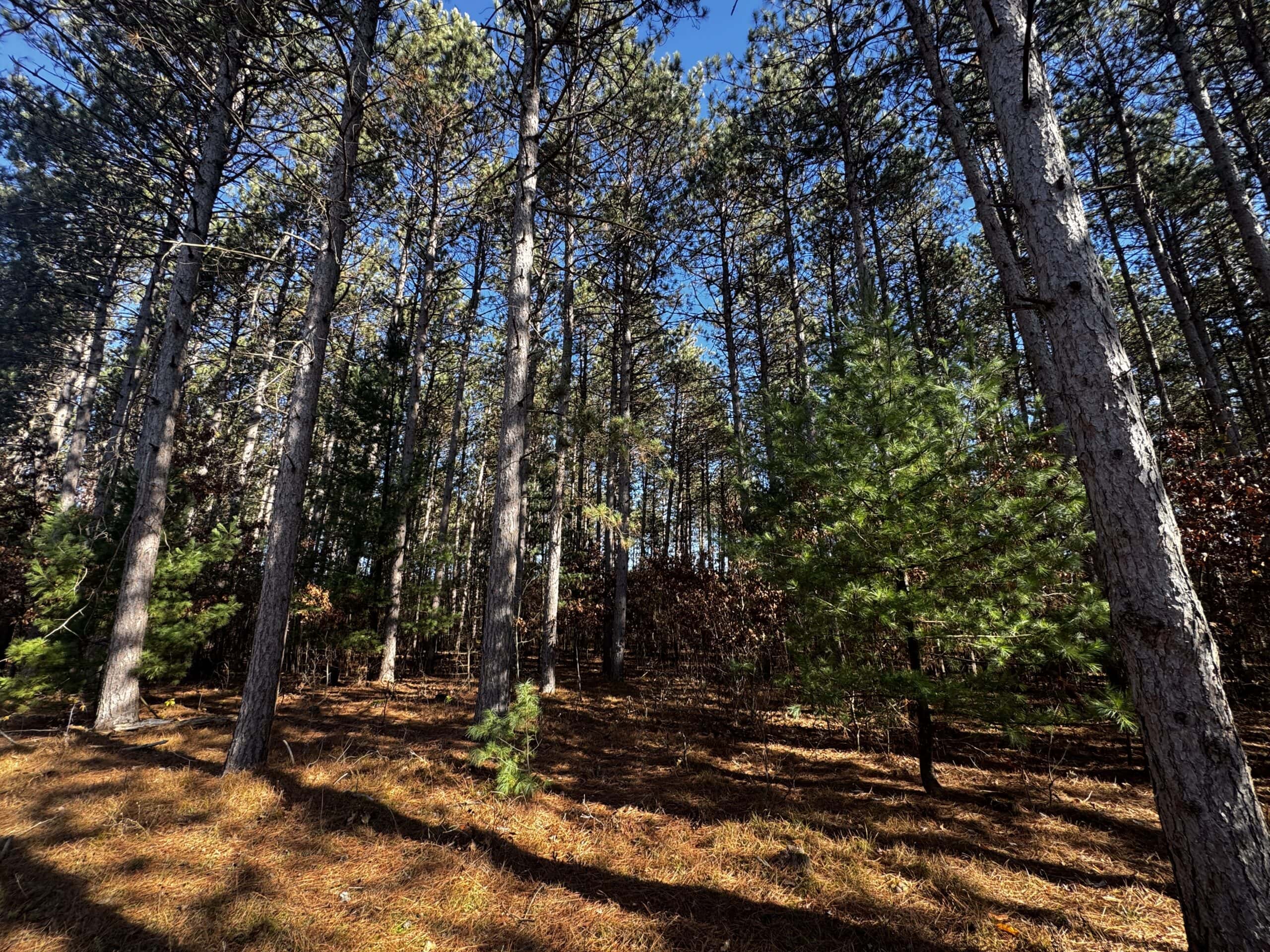 118± Acre Portage County WI Ag and Hunting Property