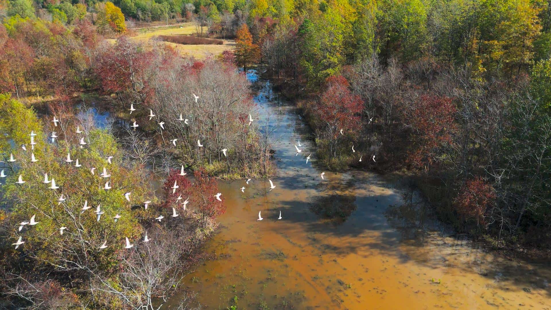 Premier Turnkey Duck & Deer Property With First Class Lodge