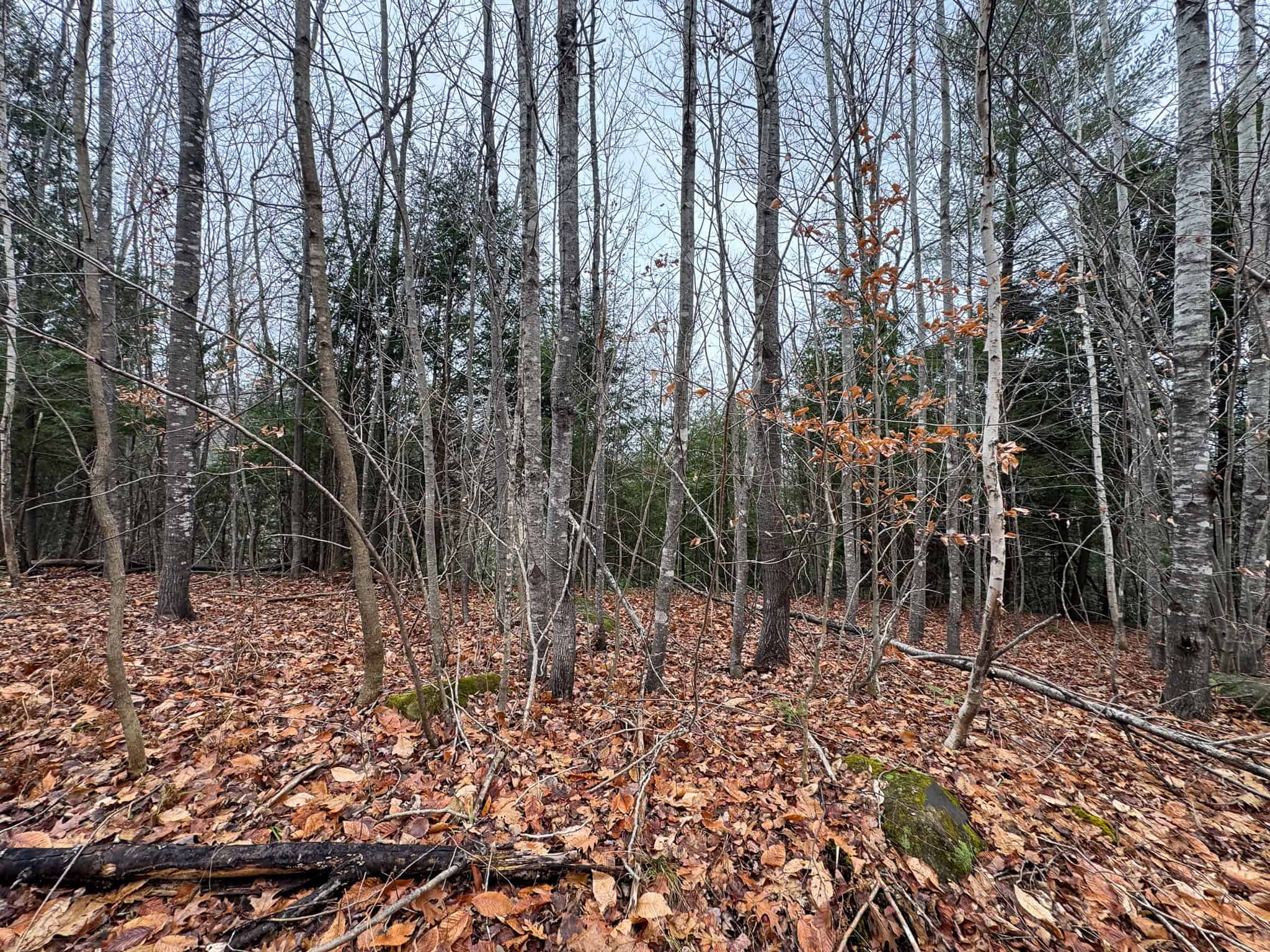 82 Acres with a Mountain View – Strong, Maine