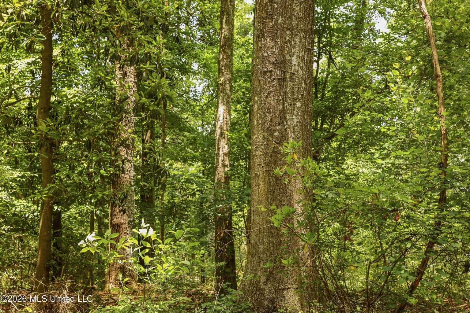 108+- Acres on the Bogue Chitto River Summit, Mississippi