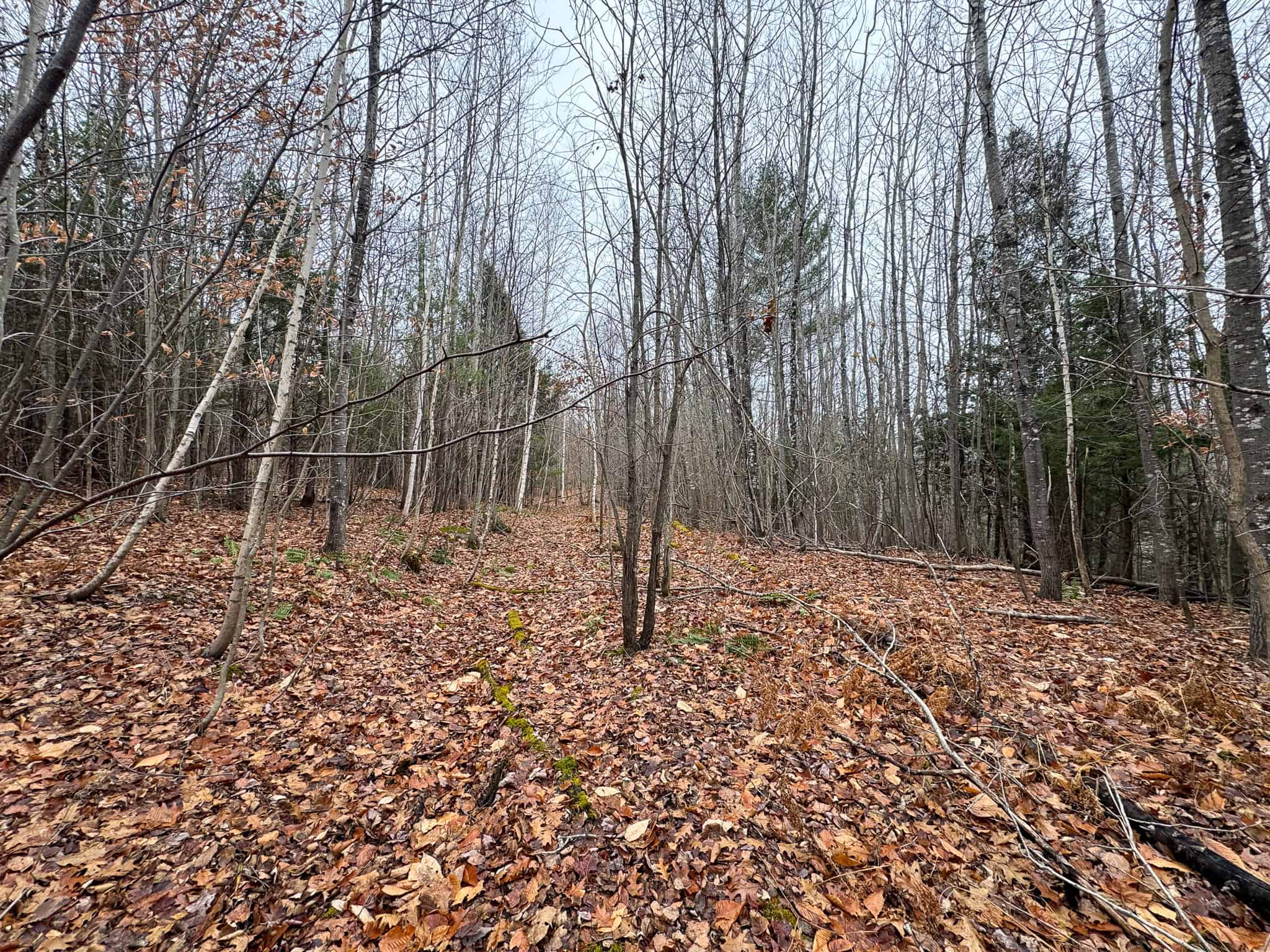 82 Acres with a Mountain View – Strong, Maine