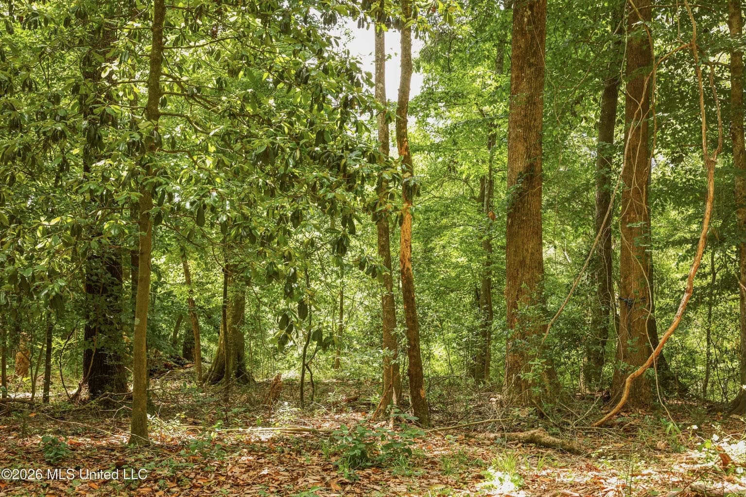 108+- Acres on the Bogue Chitto River Summit, Mississippi