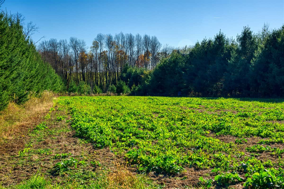 Windy Ridge – Conservation Homestead – 187 ± Acres in Monroe County’s Driftless Area of Wisconsin