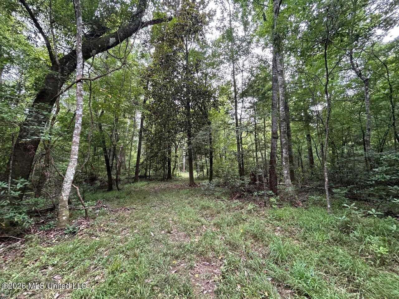 113± Acres for Sale in Osyka, MS on Tickfaw River