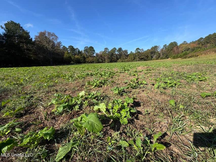 Hunting Land for Sale in Amite County, Mississippi