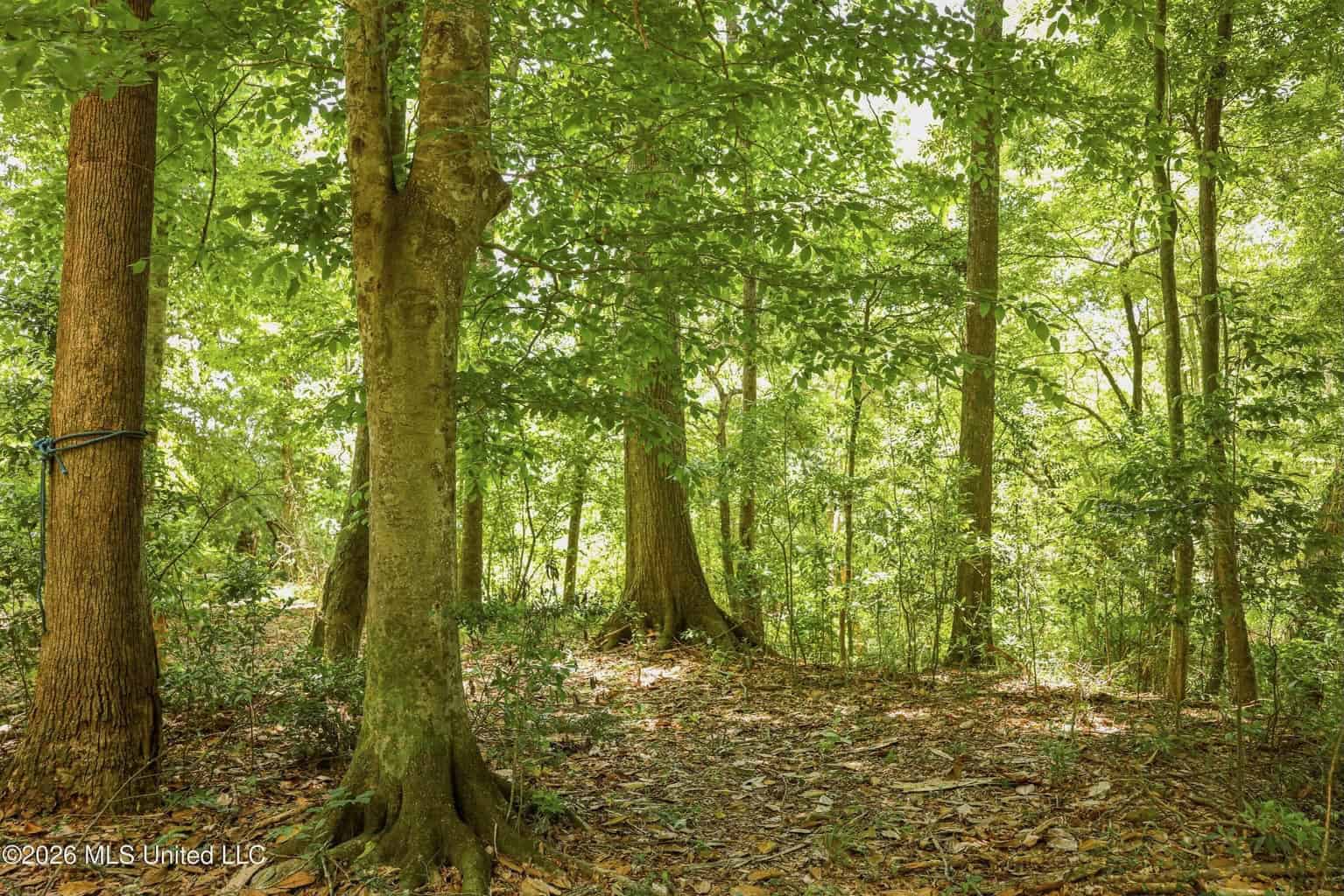 108+- Acres on the Bogue Chitto River Summit, Mississippi