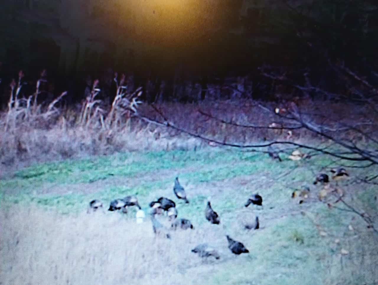 Windy Ridge – Conservation Homestead – 187 ± Acres in Monroe County’s Driftless Area of Wisconsin