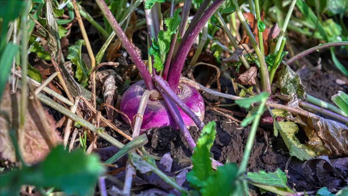 252± Acre Legacy Estate in Trempealeau County WI