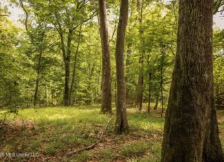 108+- Acres on the Bogue Chitto River Summit, Mississippi