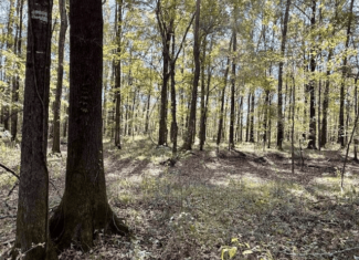 76 Acres For Sale Clay County MS