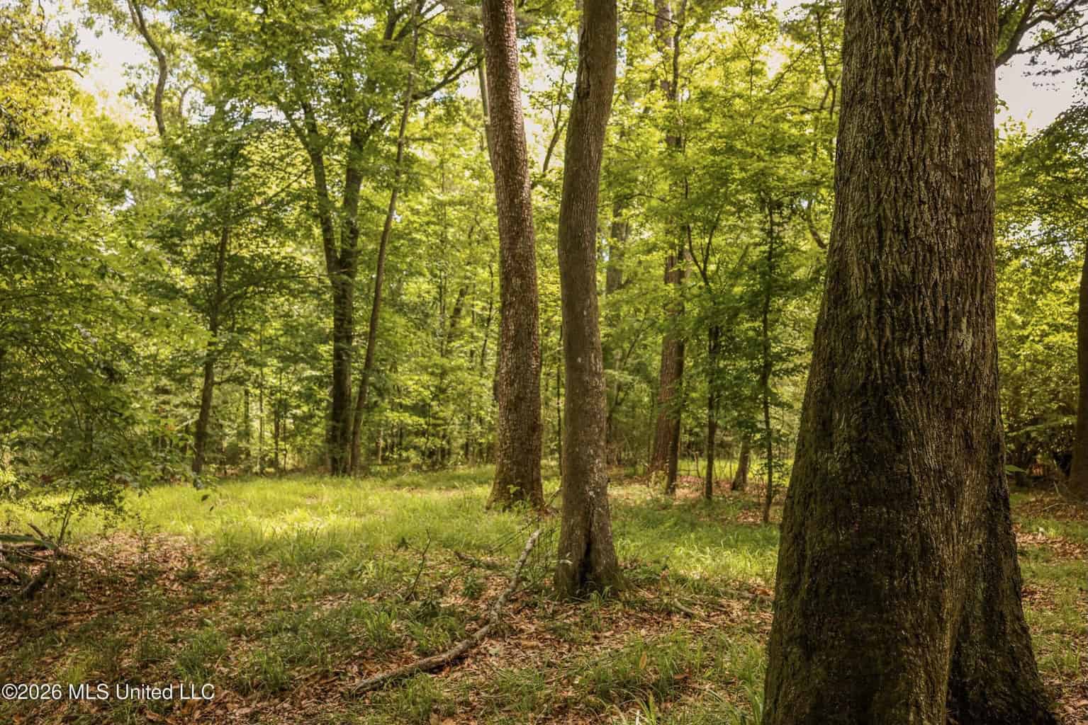 108+- Acres on the Bogue Chitto River Summit, Mississippi