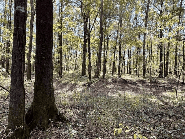 76 Acres For Sale Clay County MS