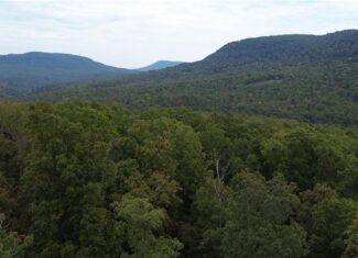 20 Acres Newton County Hunting Timberland For Sale Near Low Gap