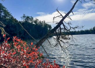 41 Acres with 1330 Ft on Long Lake – Northfield, ME