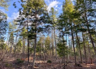 13.9 Acre Surveyed Parcel – Passadumkeag, Maine