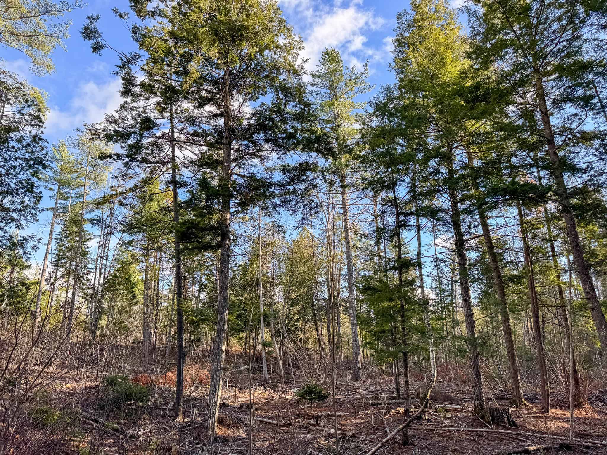 13.9 Acre Surveyed Parcel – Passadumkeag, Maine