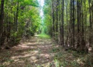 108+- Acres on the Bogue Chitto River Summit, Mississippi