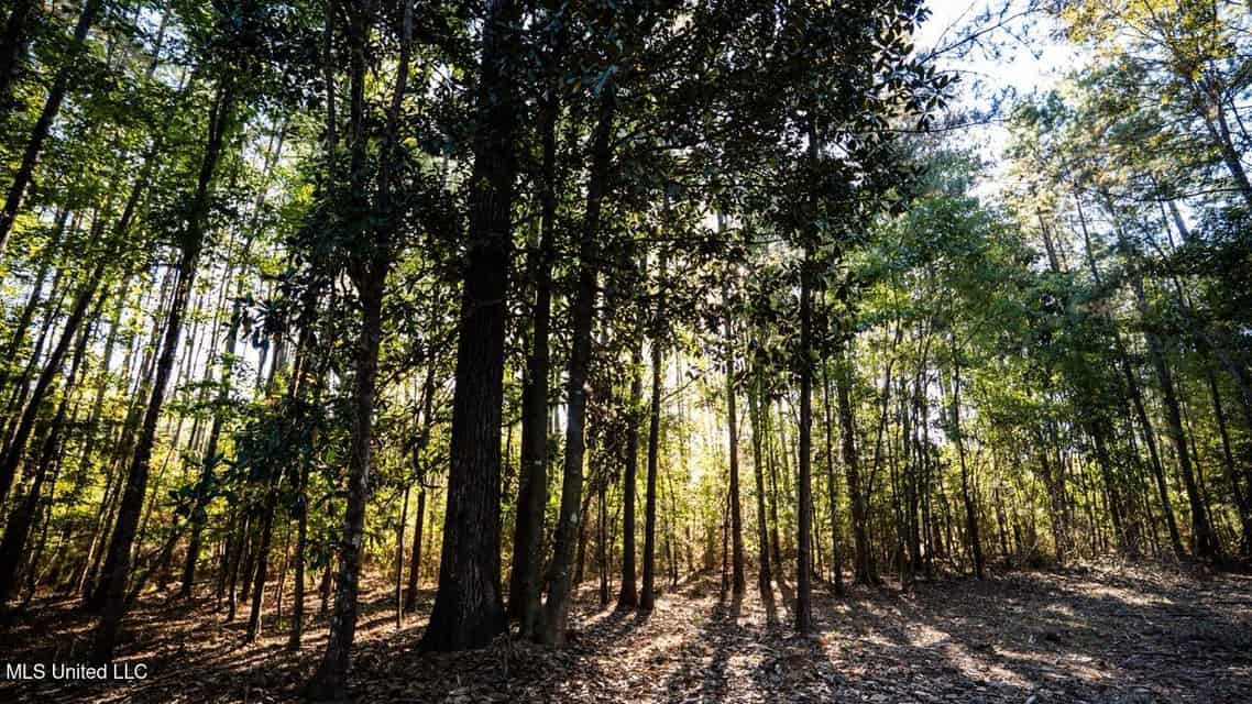 233-Acre Paradise on the Tickfaw River, Osyka, Amite County, MS