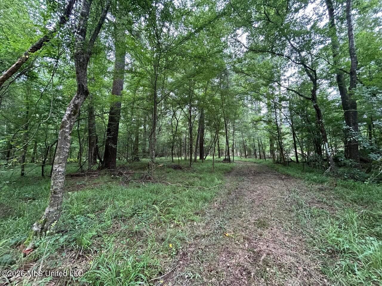 113± Acres for Sale in Osyka, MS on Tickfaw River