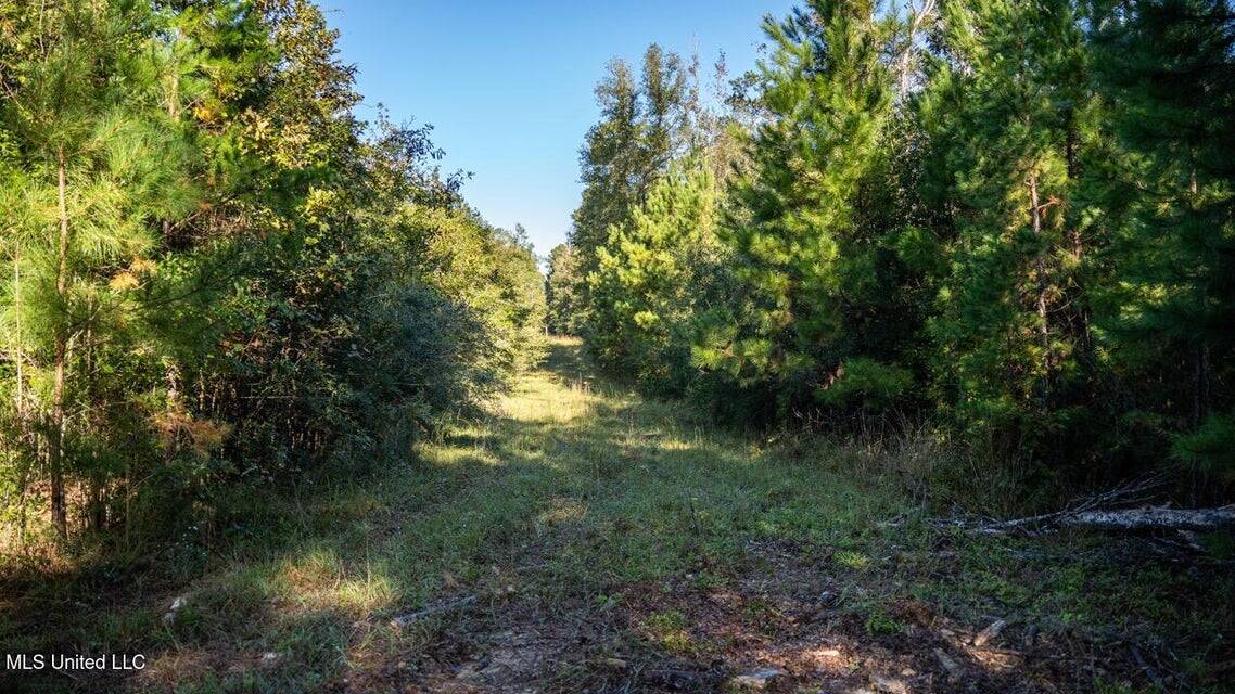 113 Acres of Hunting Land in Liberty, Mississippi