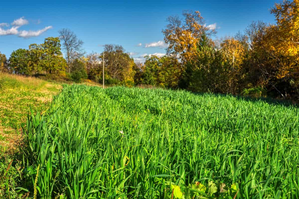 252± Acre Legacy Estate in Trempealeau County WI