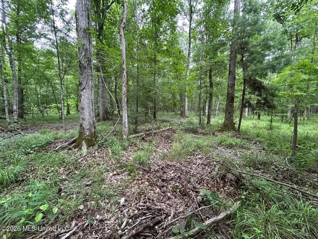 113± Acres for Sale in Osyka, MS on Tickfaw River