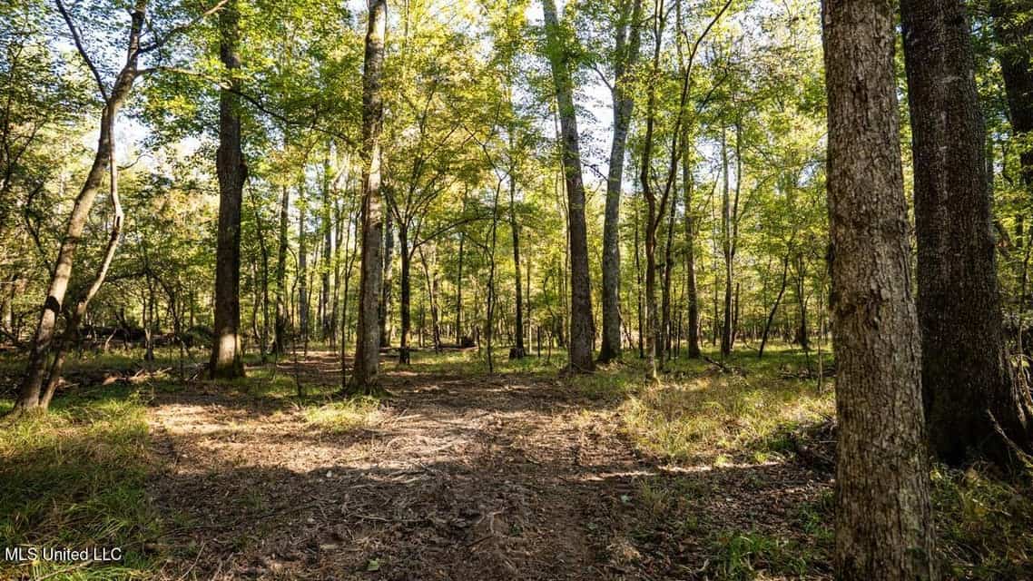 233-Acre Paradise on the Tickfaw River, Osyka, Amite County, MS