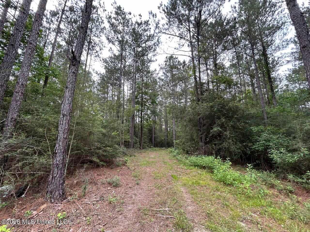 113± Acres for Sale in Osyka, MS on Tickfaw River