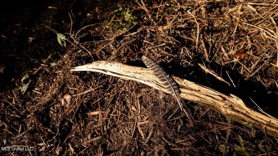 233-Acre Paradise on the Tickfaw River, Osyka, Amite County, MS