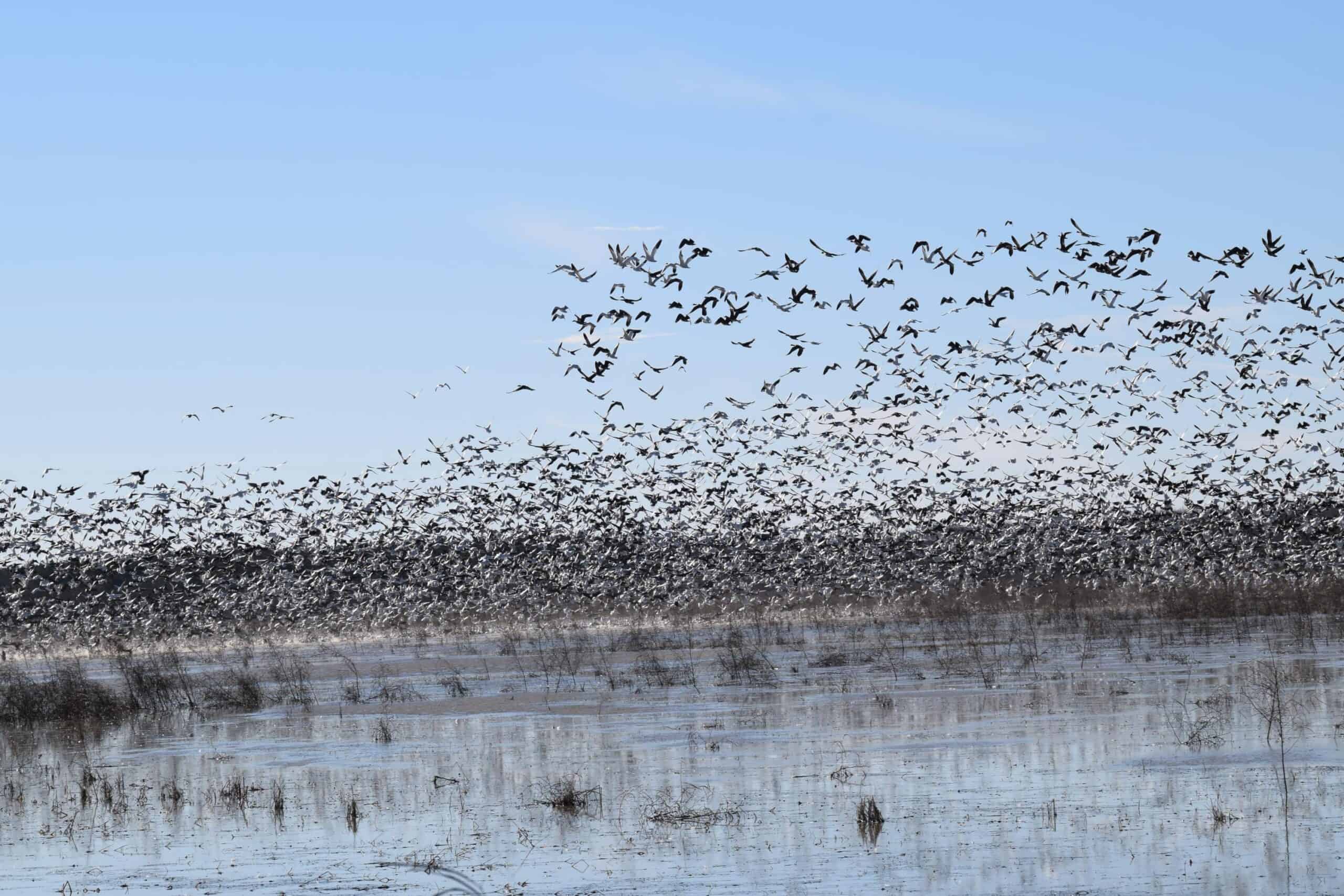 Premier Turnkey Duck & Deer Property With First Class Lodge