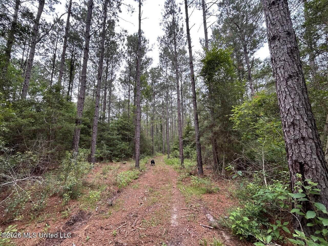 113± Acres for Sale in Osyka, MS on Tickfaw River