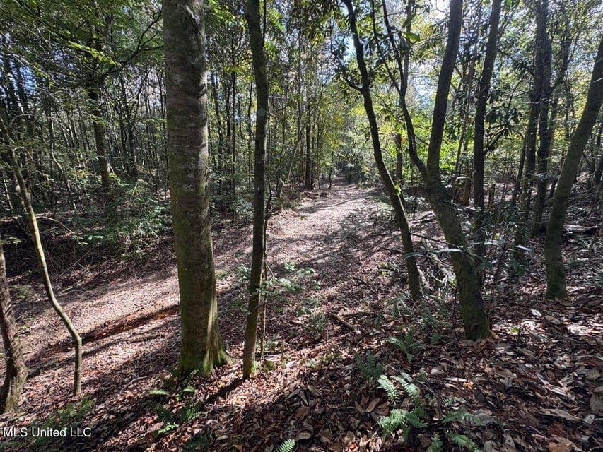 Hunting Land for Sale in Amite County, Mississippi