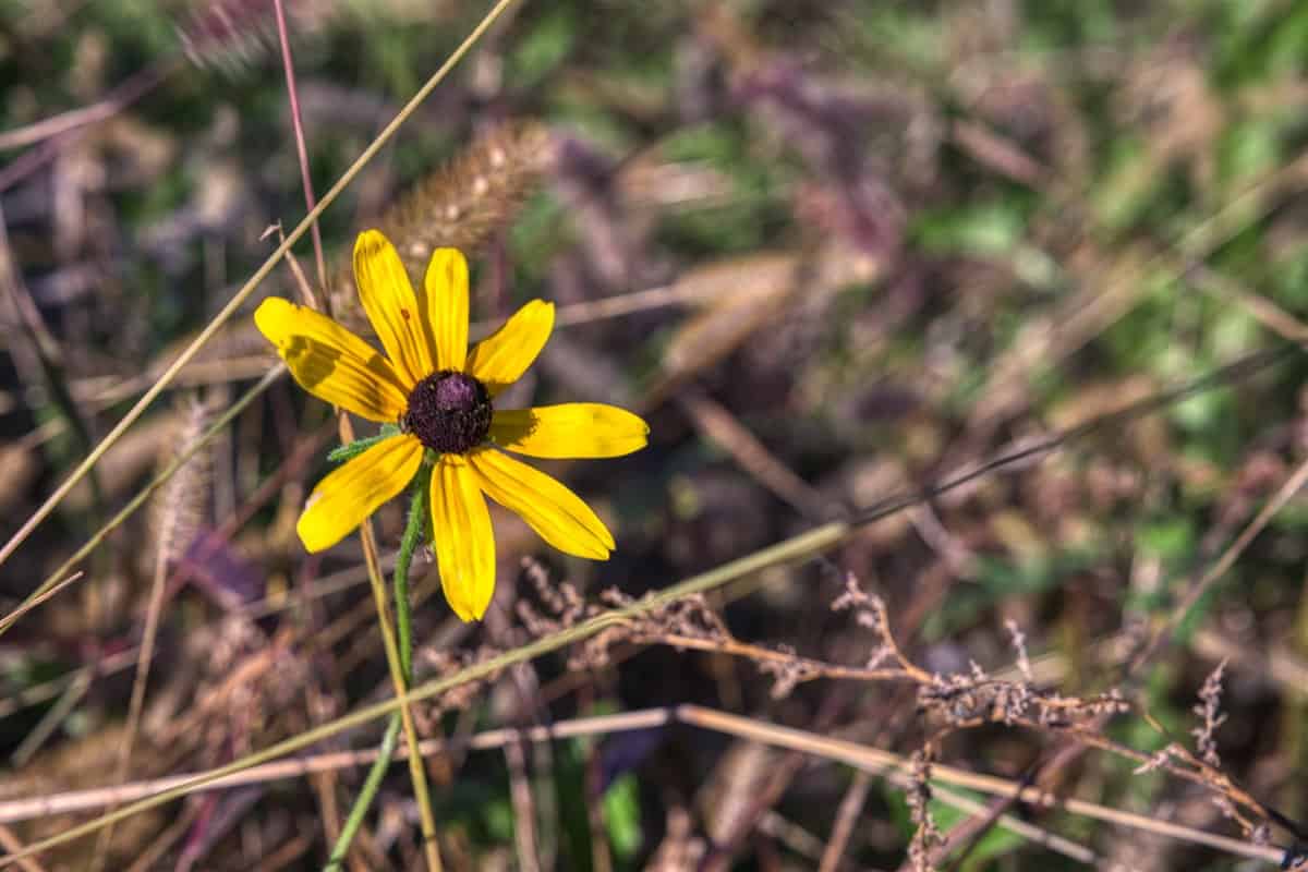 252± Acre Legacy Estate in Trempealeau County WI