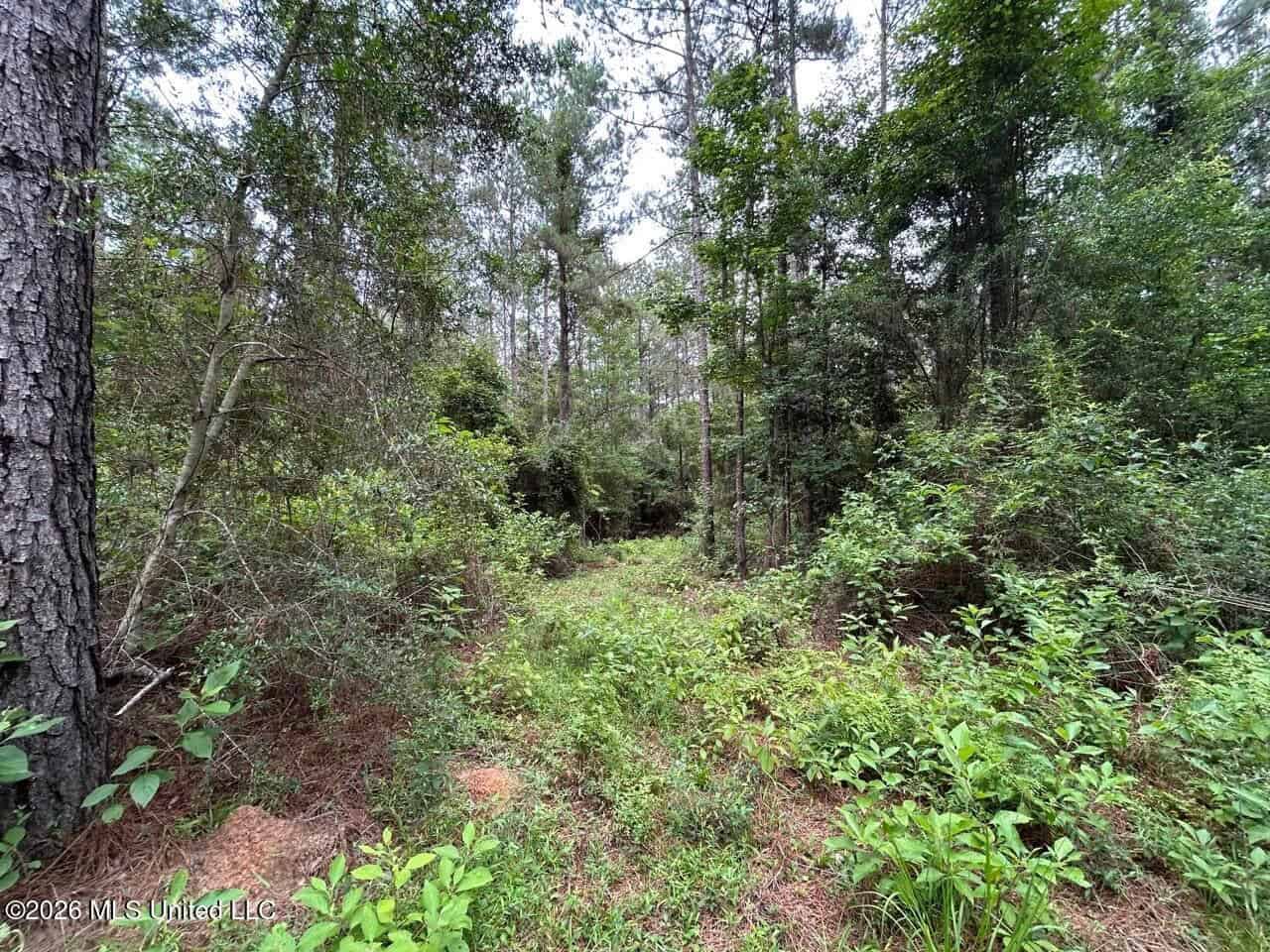 113± Acres for Sale in Osyka, MS on Tickfaw River