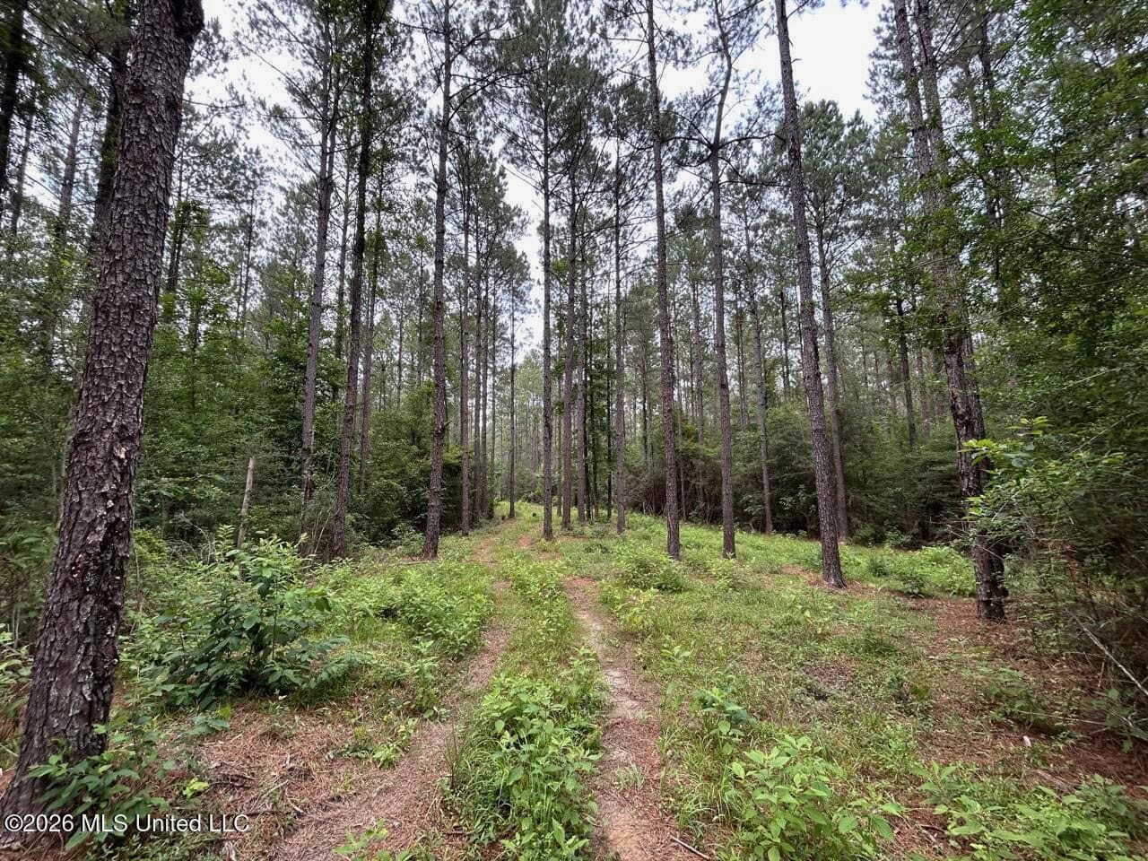 113± Acres for Sale in Osyka, MS on Tickfaw River