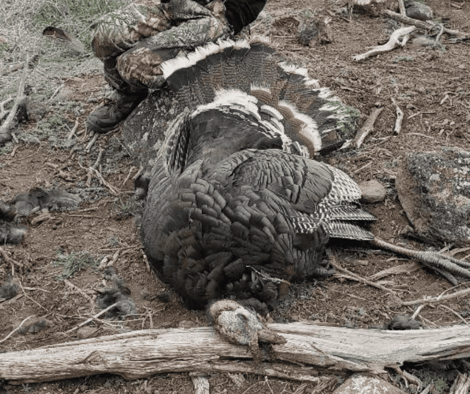 500 Acres Adjacent to BLM – A Secluded Western Colorado Mountain Estate with Water, Views, Wildlife & Unmatched Privacy