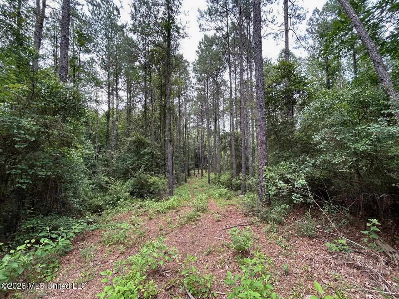 113± Acres for Sale in Osyka, MS on Tickfaw River