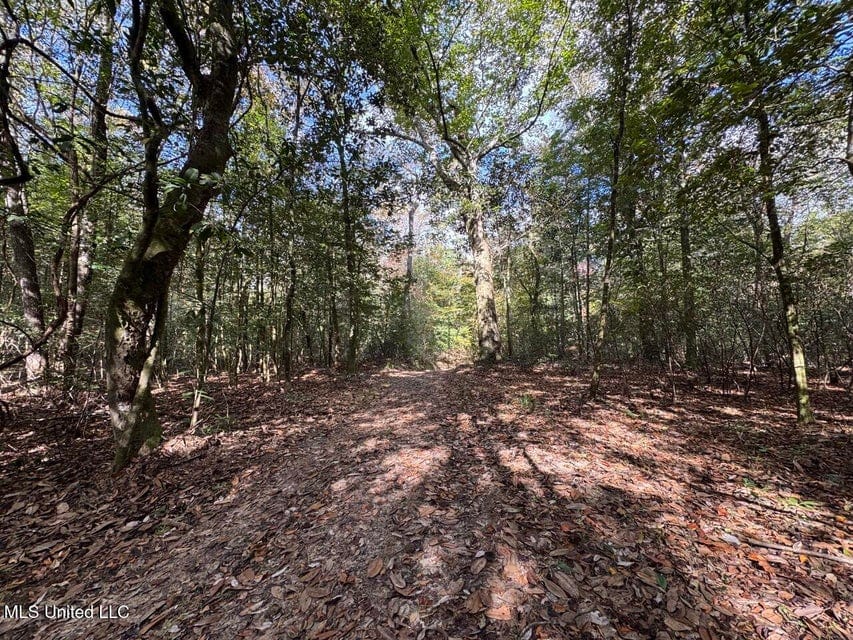 Hunting Land for Sale in Amite County, Mississippi