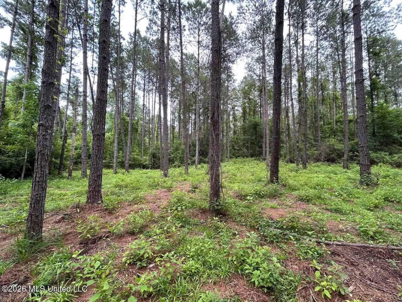 113± Acres for Sale in Osyka, MS on Tickfaw River