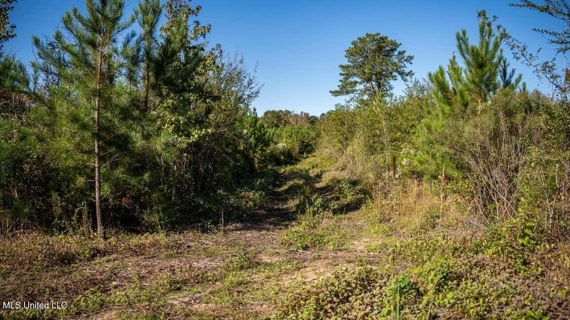 113 Acres of Hunting Land in Liberty, Mississippi